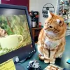 Spring Green Animal Hospital
