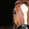 Great Lakes Equestrian Center