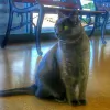 Crossroads Veterinary Hospital