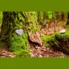 Funeral Alternatives of Snohomish County