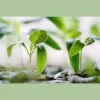Restore Therapy Group