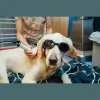 Qi Veterinary Clinic