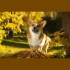 Davidson Animal Hospital