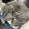 Ann-imals Pet Supply Store