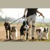Dancing Paws Pet Care