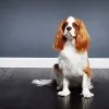 Your Chiropractor
