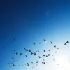 White Dove Counseling
