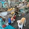 SeaGlass Beach Cottage