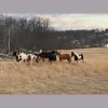 Magic Mountain Farm