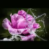 Peony Beauty Studio
