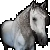 Cheshire Equestrian Center