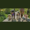 DC Dog Sitter