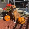 Hillsdale Veterinary Hospital