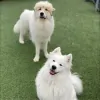 Buddy's Doggie Daycare, Grooming & Boarding