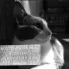 Midtown Animal Hospital