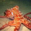 Tiny Bubbles Scuba