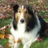 Woodbridge Pet Sitting Service