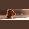 Cape Ann Veterinary Hospital