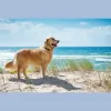 Pets in Paradise