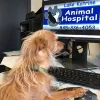 Lake Katrine Animal Hospital