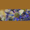 Carolina Pelvic Health Center