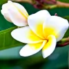 Women's Healing Day Massage