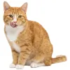 Animal Hospital of Hallandale