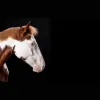 Charlotte Equestrian Club