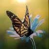 Monarch Garden & Floral Design