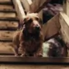 Pine Village Veterinarian