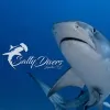 Salty Divers