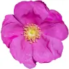Rugosa