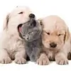 Citi Animal Hospital