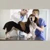 Eastvale Veterinary Hospital