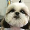 Unleashed Spa