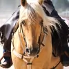 Horse First