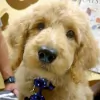 Cherokee Hills Veterinary Hospital