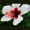 Maui Acupuncture & Healing