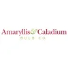 Amaryllis Bulb