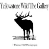 Yellow Stone Wild Gallery