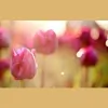 Angel Tree Healing Arts