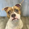 Abilene Animal Hospital PA