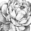 Polycarp Flowers