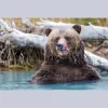 Rob's Wildlife