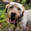 Skyline Pet Care