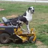 Dan Valley Tractor