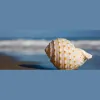 Oceans Massage Therapy Center