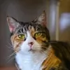 Albany Animal Hospital