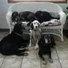 Monoma Veterinary Hospital PC
