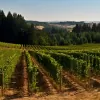 Utopia Vineyards